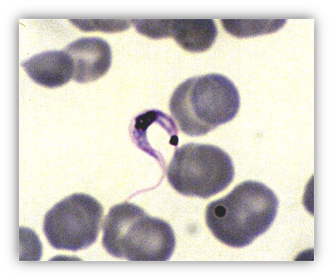 <p>humans and occasionally canines I. host reduviid bug peripheral blood direct blood smear diagnosis hemoprotazoan swims within the blood</p>