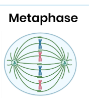 <p>Summarise metaphase</p>