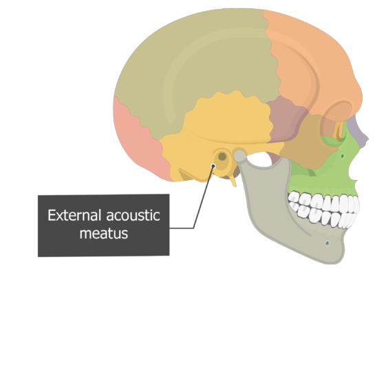 in temporal bone