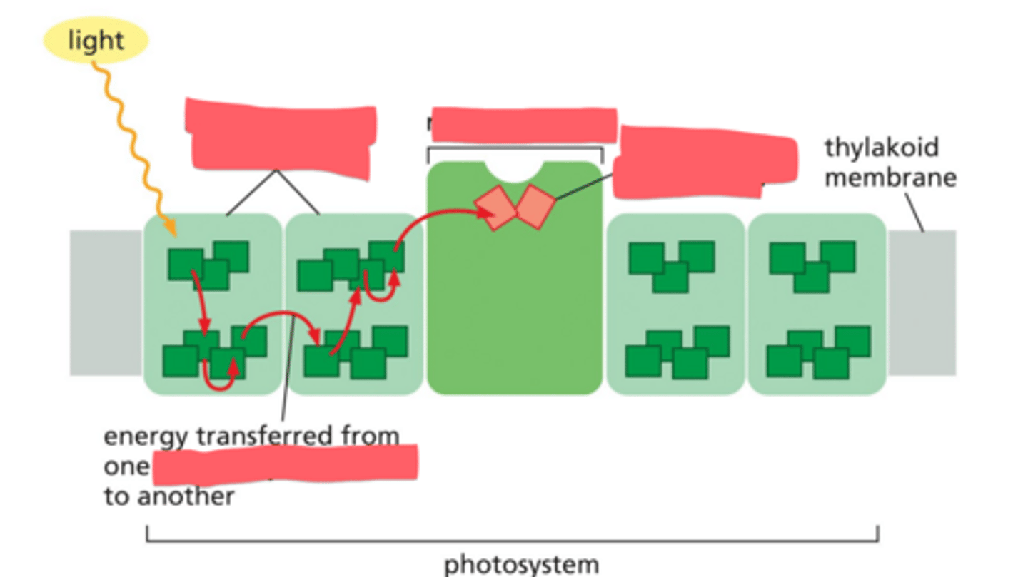 <p>Describe the structure and functions of photosystems II and I.</p>