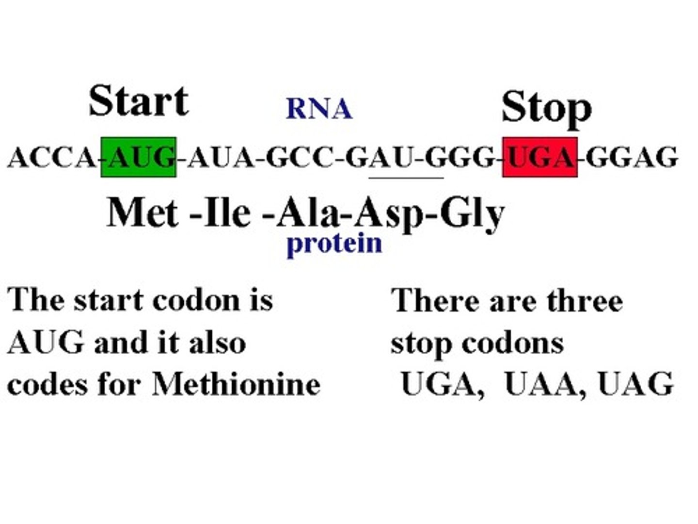 <p>the first base in a gene where the process of protein translation begins<br>- AUG</p>