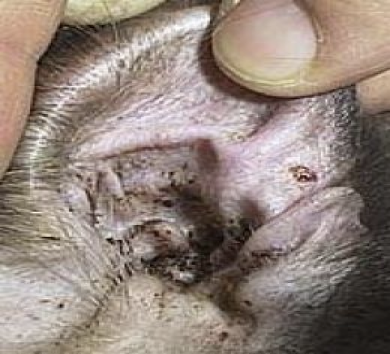 <p>what kind of mite</p>