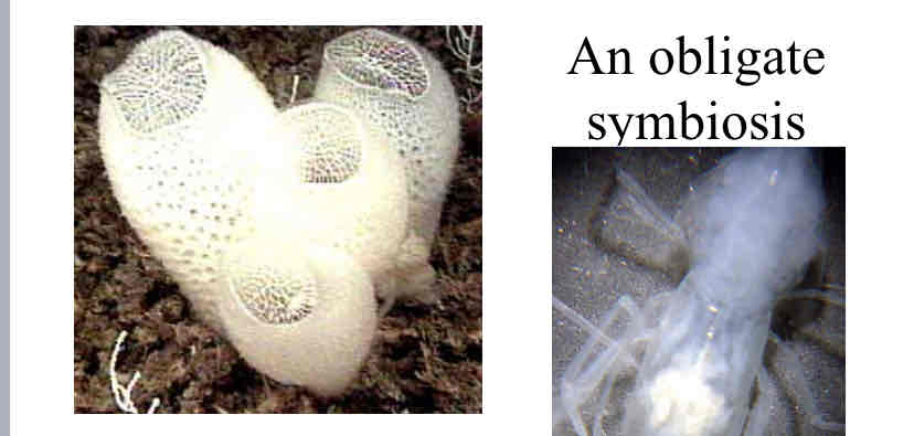 <p>obligate symbiosis</p>