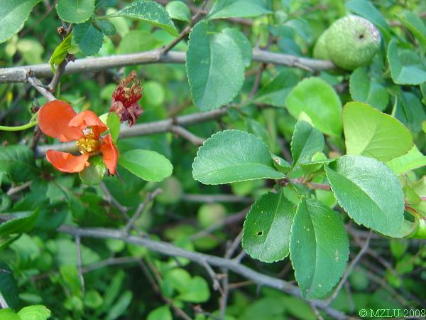 <p><em>Chaenomeles speciosa</em></p>
