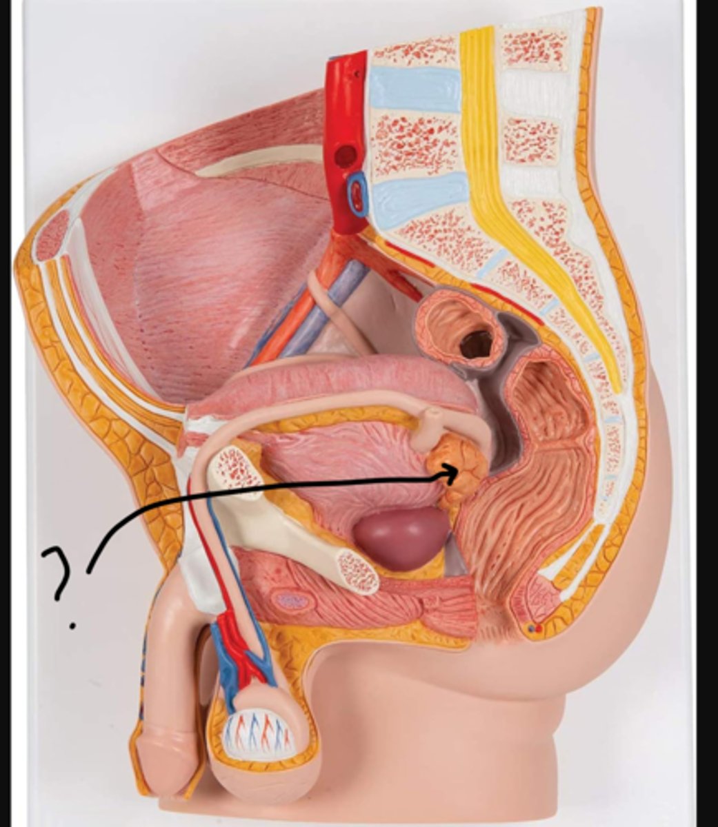 <p>name this gland</p>