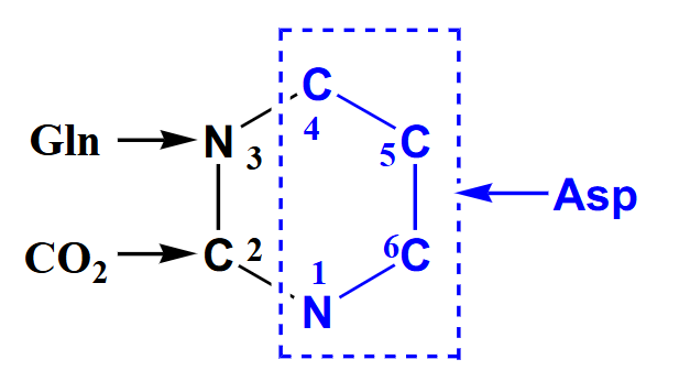 <p>De Novo Pyrimidine Synthesis</p>