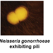 <ul><li><p>ability to cause disease</p></li><li><p>for example, neisseria gonorrhoeae requires pilli to attach to urethral epithelium</p></li><li><p>strains with no pilli are non-pathogenic as they do not causes disease</p></li><li><p>as washed away by urine</p></li></ul><p></p>