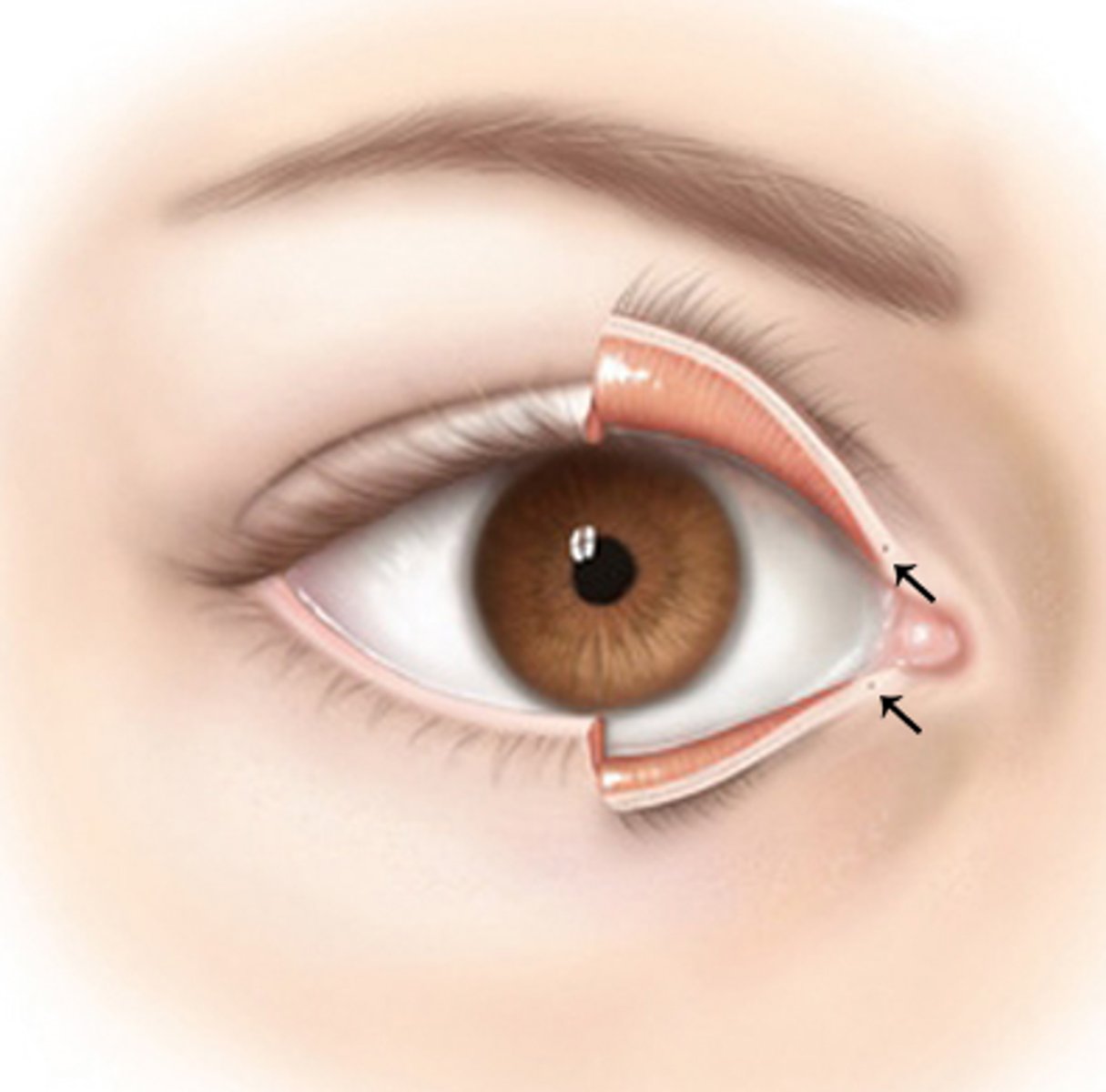 <p>two small openings, on the upper and lower eyelid's inner margin, that functions as the entry points for draining tears from the eye into nasal cavity</p>