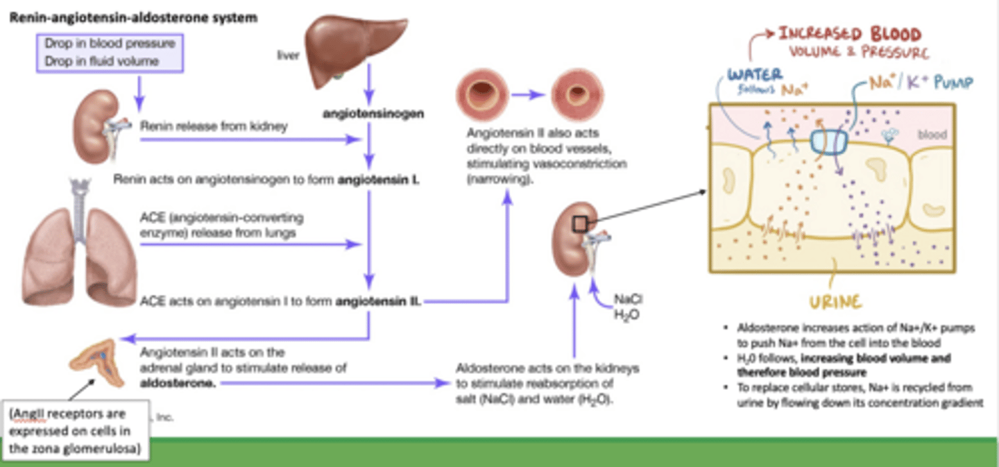 <p>aldosterone involvement in fluid balance:</p>