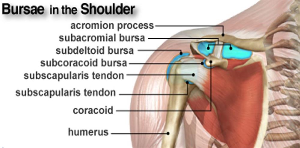 <p>where is the subacromial bursa?</p>
