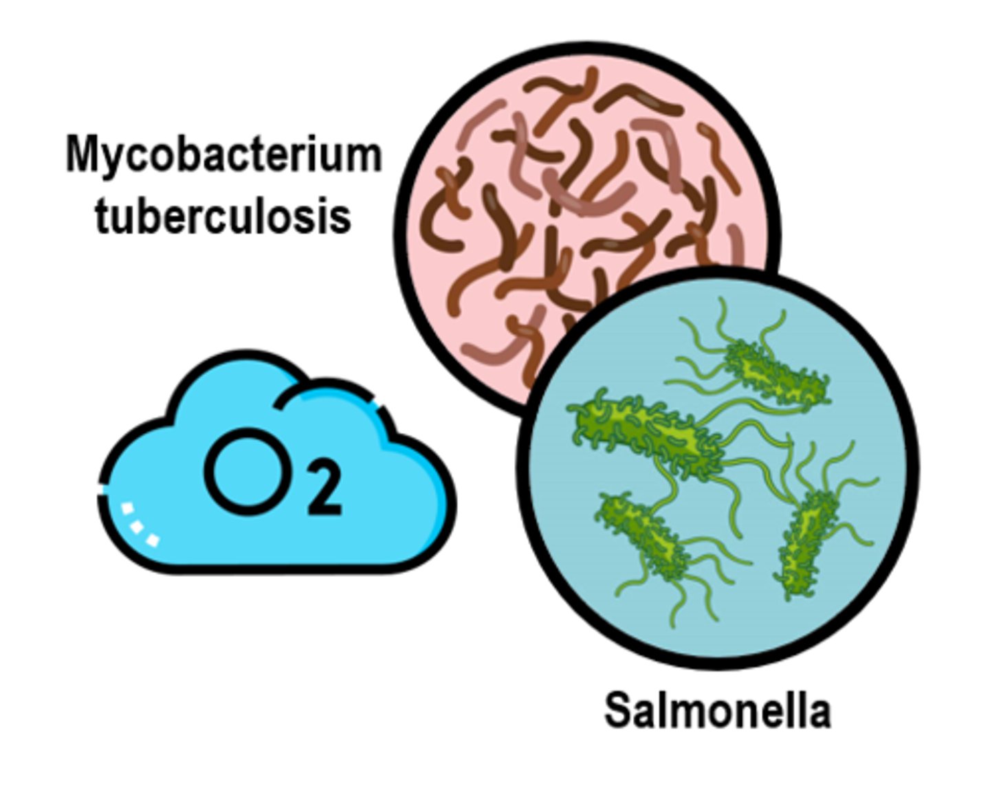 <p>bacteria that require the presence of air or free oxygen to live</p>
