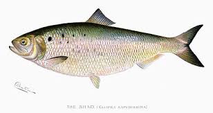 <p><span><span>North America: Atlantic coast from Labrador, Canada to St. Johns River, Florida, USA; ascends coastal rivers during spring spawning migrations. Introduced into Sacramento River, California in 1870s and has spread along Pacific Coast from Kamchatka, Russia to Todos Santos Bay, Mexico. Landlocked in Millerton Lake, California, USA.</span></span></p>
