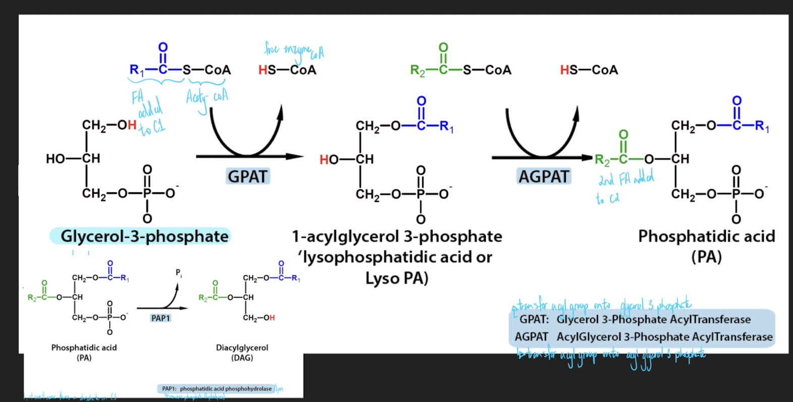 <ol><li><p>Actions of GPAT and AGPAT</p><ol><li><p>use 2 enzymes to add a chain to carbon 1 and carbon 2</p></li></ol></li><li><p>PAP enzymes are also called Lipin (family of three proteins)</p><ol><li><p>if you want to add a 3rd FA, it can’t because theres a phosphate on C3</p></li></ol></li></ol>