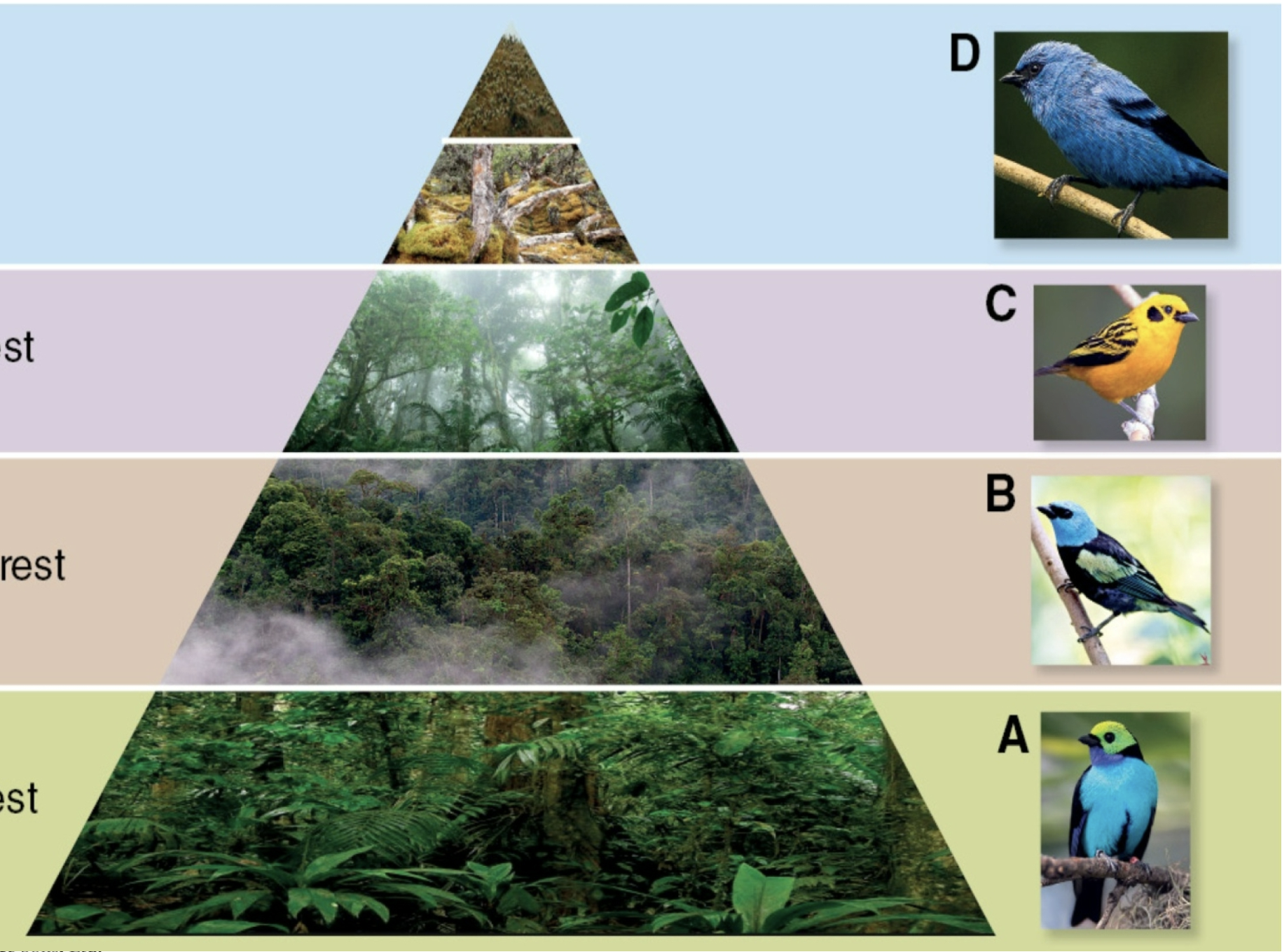 <p>Ecosystems shift in make up moving up or down altitudinal gradients. </p>