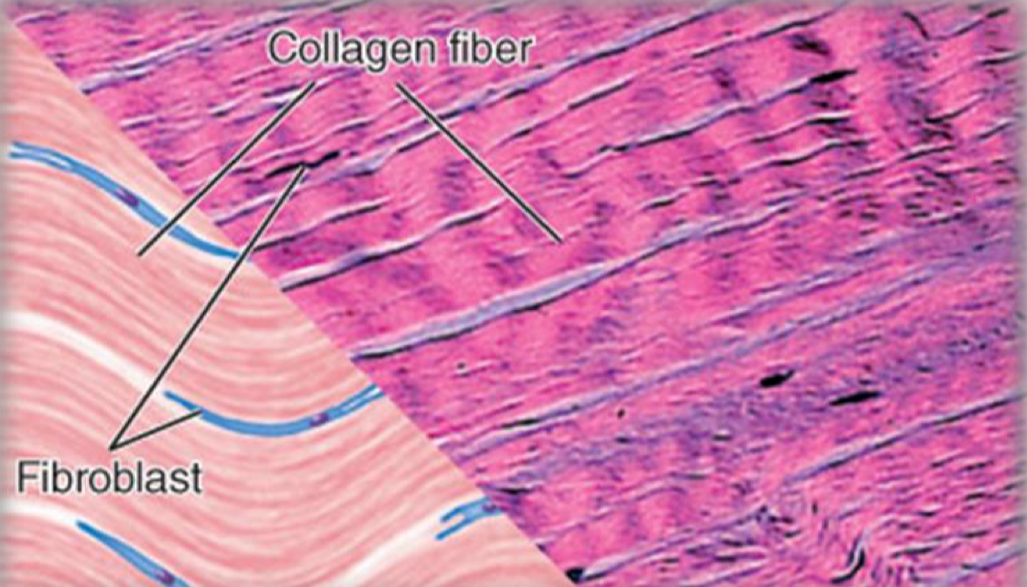 <ul><li><p>Dense connective tissue composed largely of intracellular bundles of collagen fibers arranged in the same direction and plane </p></li><li><p>Limited blood supply</p></li><li><p>Composted mainly of collagen (strong ad flexible protein)</p></li><li><p>Attaches structures together</p></li><li><p>Forms scar tissues </p></li></ul><p></p>