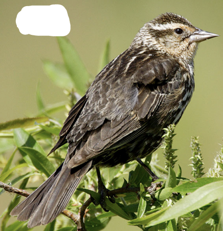 <p>What Bird is this? and gender </p>
