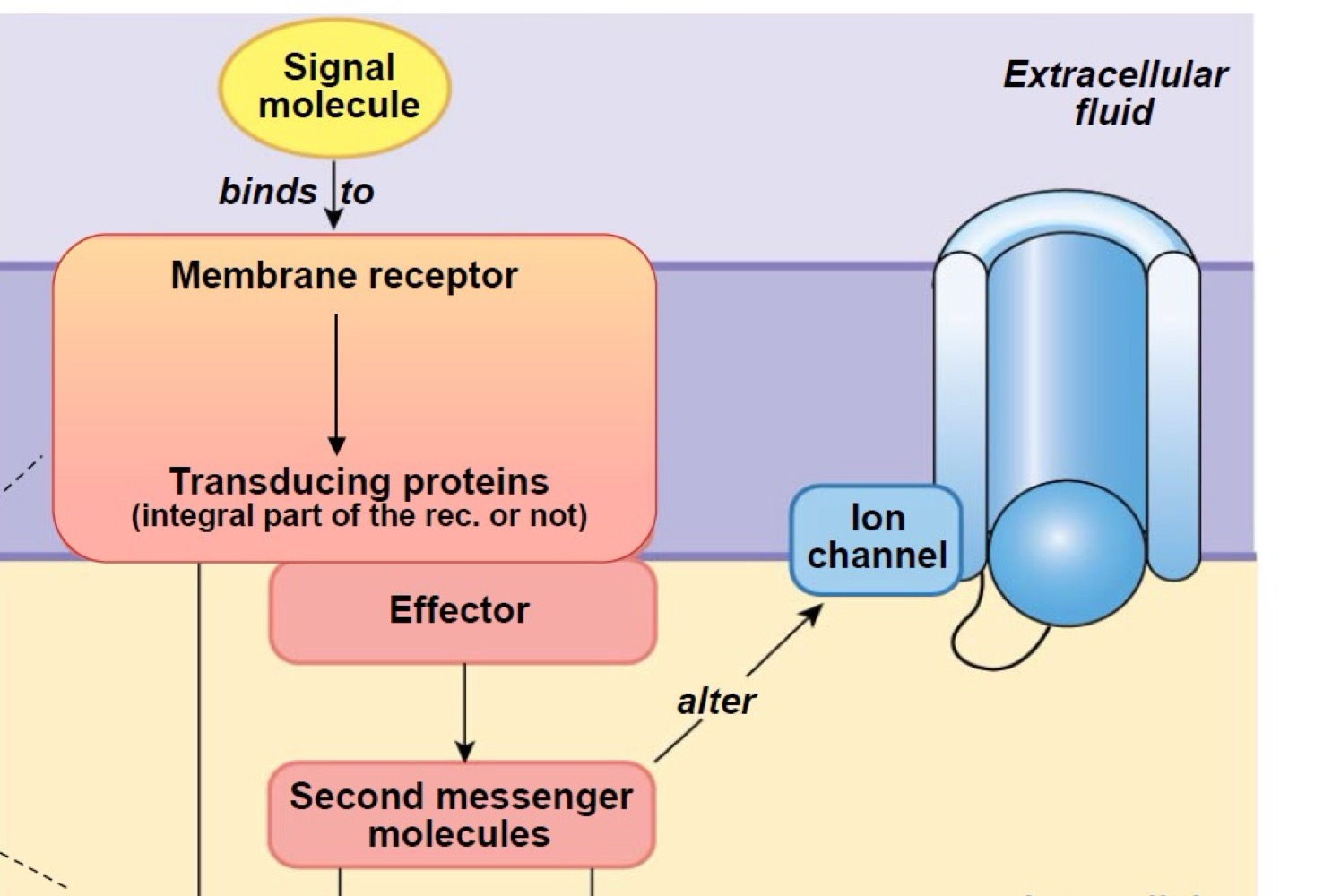<p>•    En modulant l’ouverture ou la fermeture de canaux ioniques<br />
    •   En modifiant directement les flux ioniques et donc le potentiel de membrane</p>