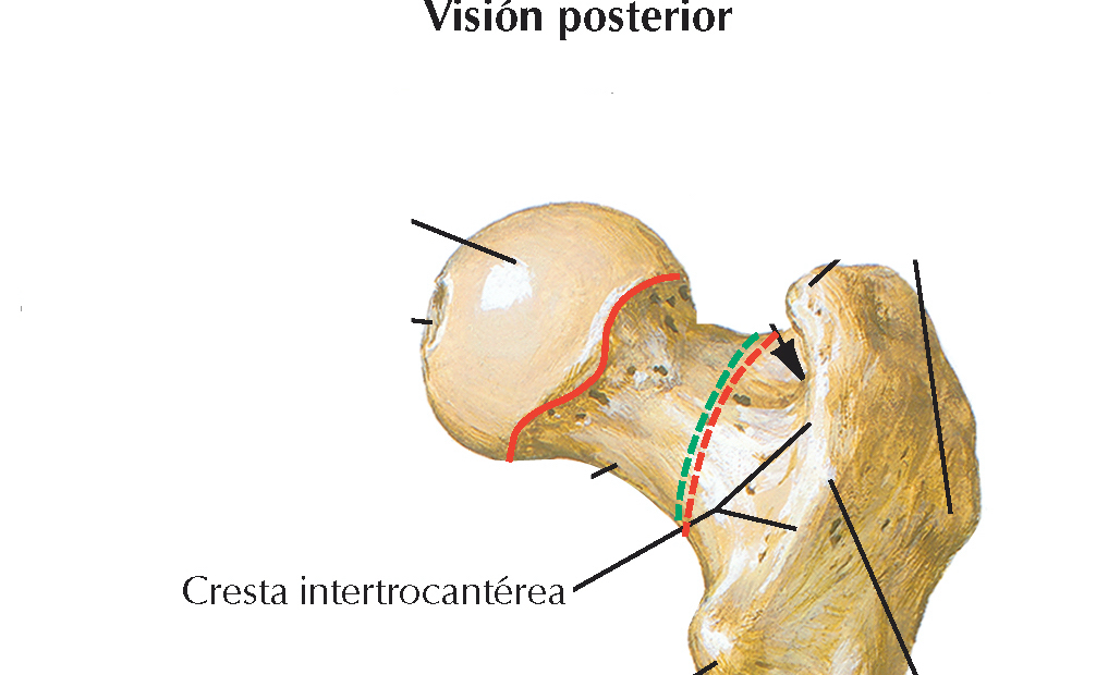 <p>Une los trocánteres posteriormente</p>