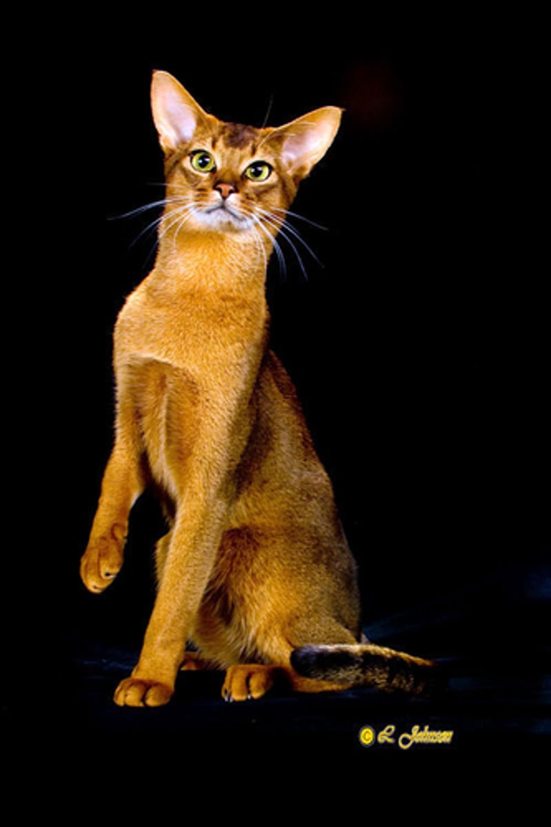 <p>what cat breed is this?</p>