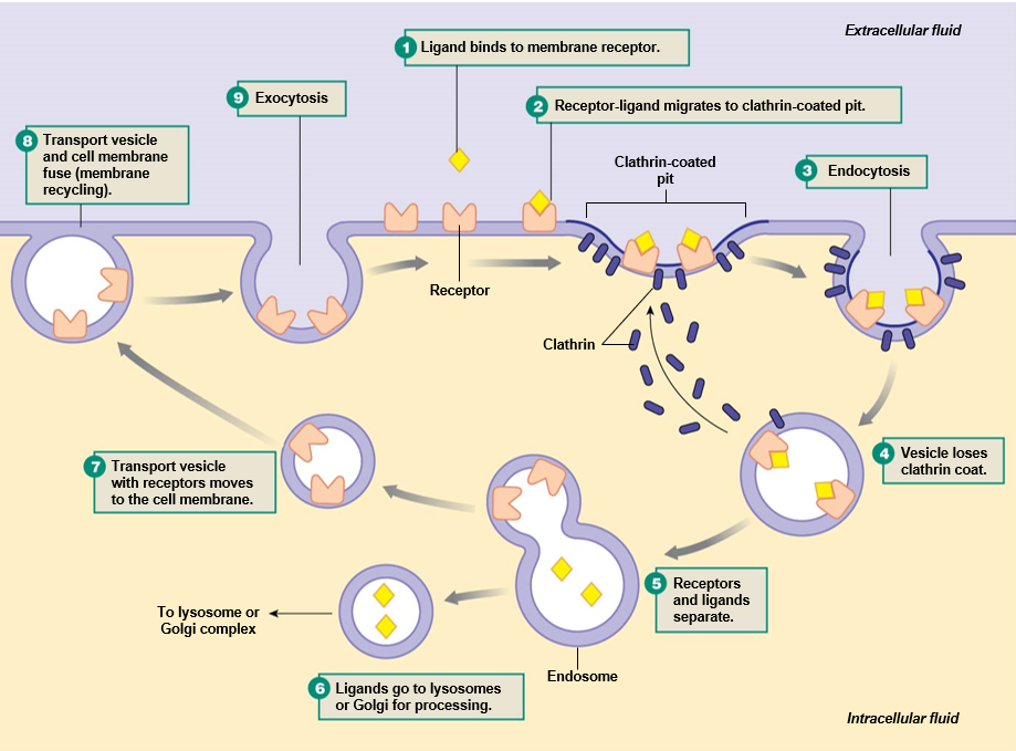can be non-selective (pinocytosis) or highly selective

* **receptor-mediated** uses **clathrin**-coated pits
* **caveolae** use **lipid rafts** for endocytosis without clathrin

\
__receptor-mediated process__:


1. ligand binds to receptors on cell membrane and migrate to clathrin-coated pit
2. vesicle forms and is pinched off
3. clathrin coat is lost
4. receptors are recycled to cell surface
5. ligands go to lysosome