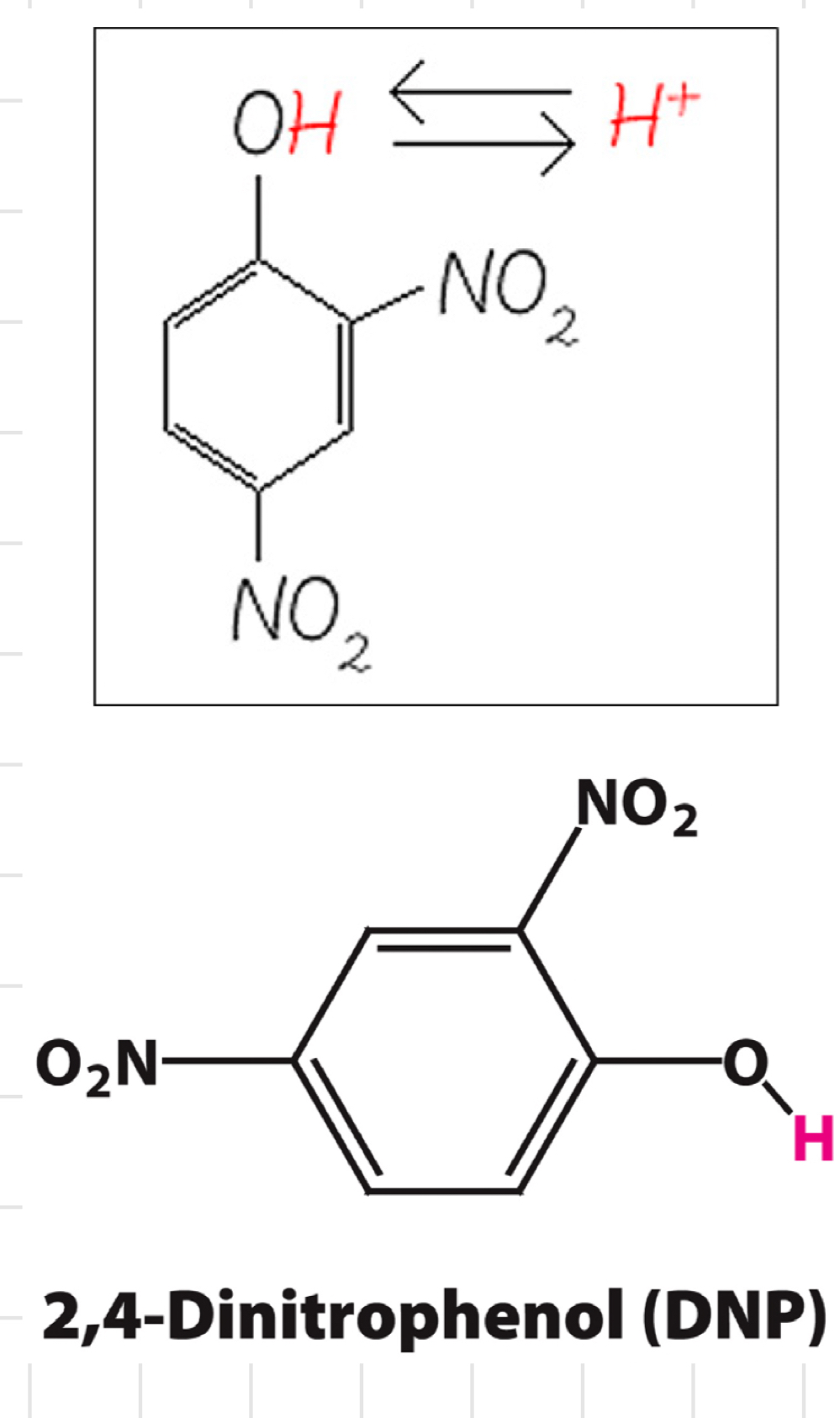 <ul><li><p>An uncoupler</p><ul><li><p>Disrupts the normal coupling between <mark data-color="red"><strong>electron transport and ATP synthesis</strong></mark> in oxidative phosphorylation.</p></li><li><p>Prevent energy from being stored as fat in the body (instead releasing as heat)</p></li></ul></li><li><p>Hydrophobic when <strong>protonated</strong></p><p>↳ Can move freely across membrane</p></li><li><p>Weak acid</p><blockquote><p>Part of molecule can take up or release H+, depending on surrounding pH</p></blockquote></li><li><p>When H+ comes off → Negative charge can be delocalised (e- shared 2+ in a molecules)</p><p>↳ Still hydrophobic</p></li></ul>