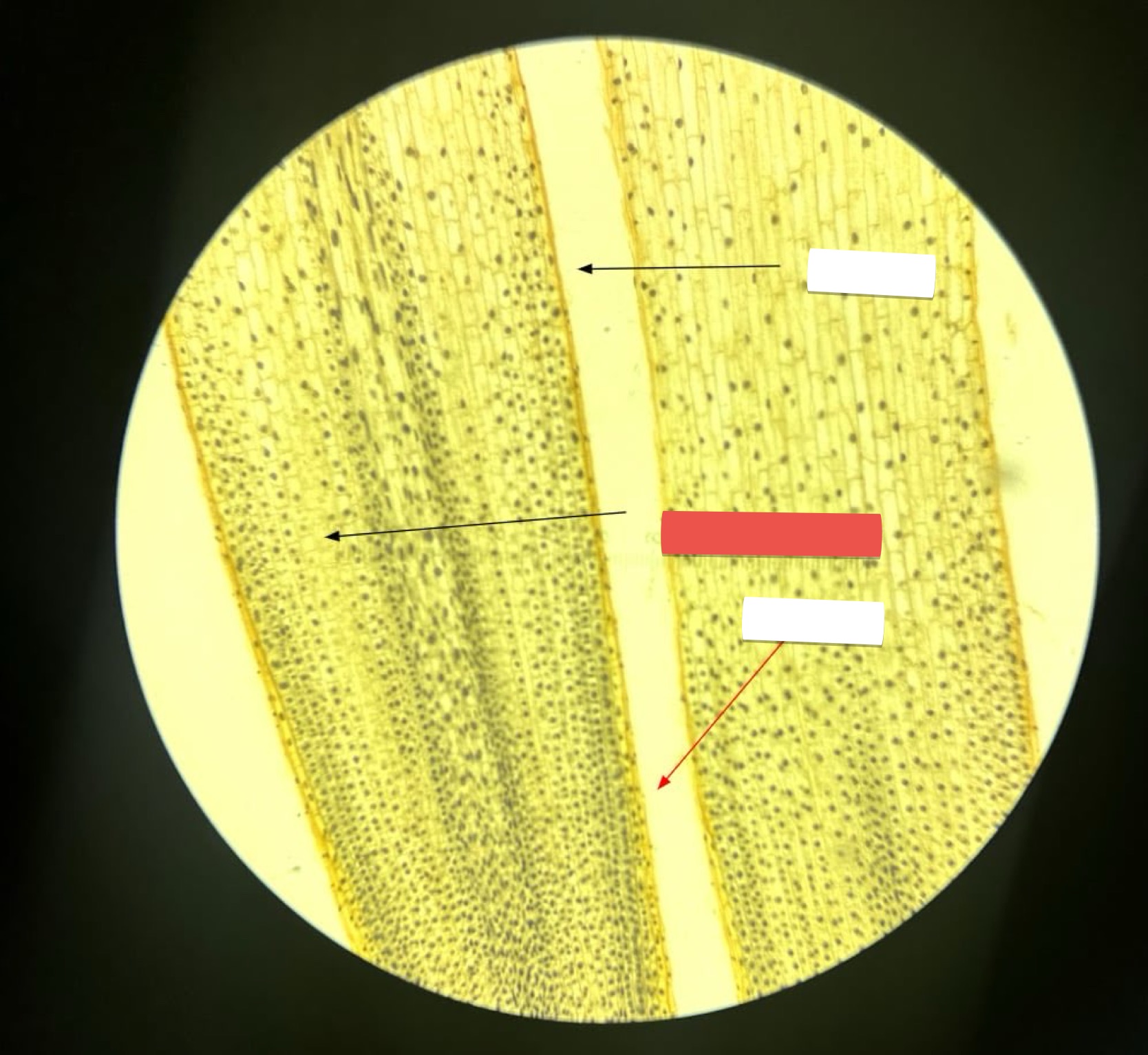 <p>identify the part in red</p>