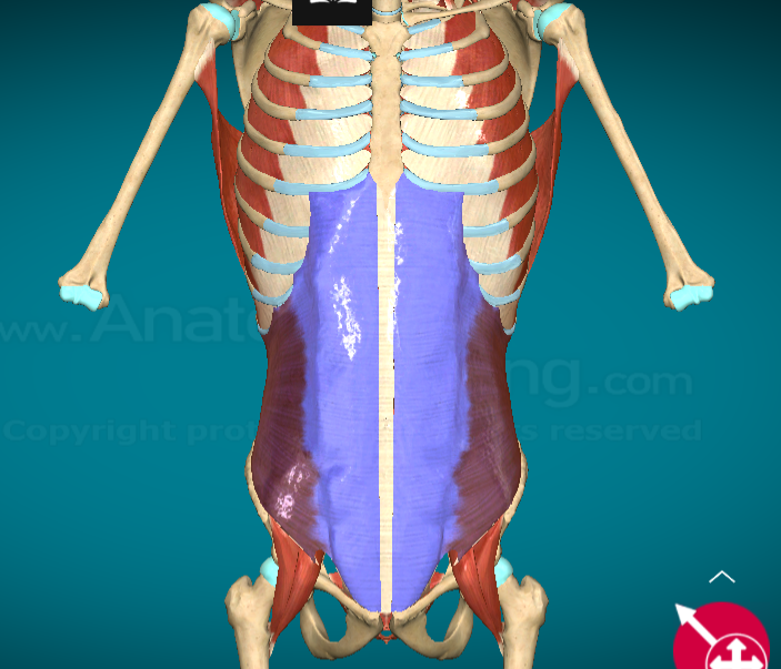 <p>What does the Interna Abdominal Oblique do?</p>
