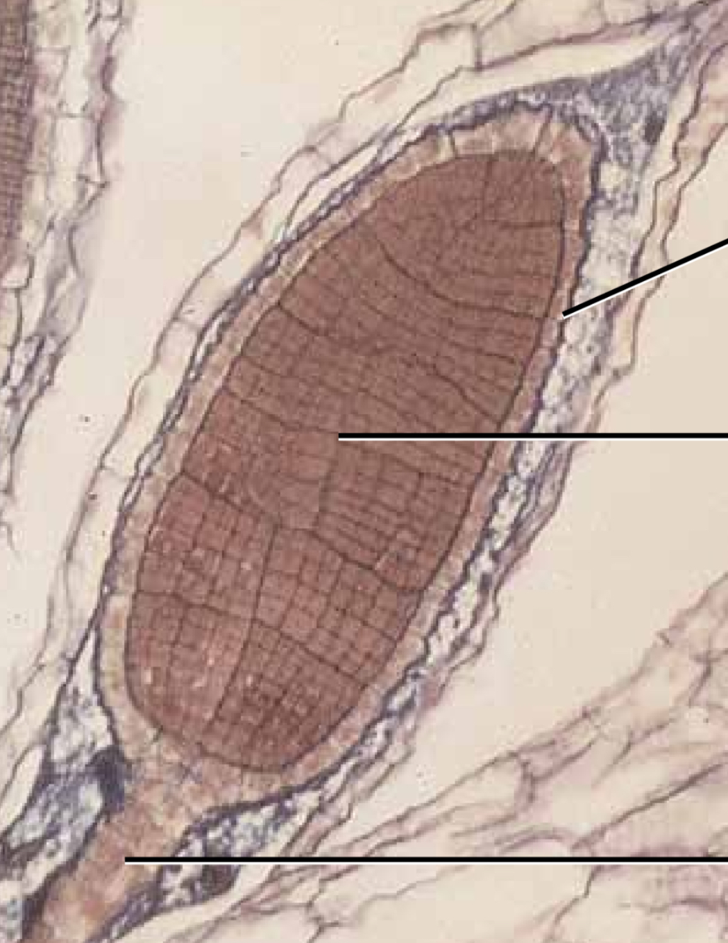 <p>Elongated antheridium on a stalk that consists of a sterile jacket layer, one cell thick that surrounds nervous spermatogennous cells/tissue→ develop into sperm cells.</p><p> Single biflaggulated sperm </p>