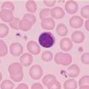 <p>it has a large round nuclei</p>