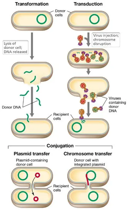 <ul><li><p><strong>transformation</strong>- a single strand of DNA is taken up after a donor cell lyses</p></li><li><p><strong>transduction</strong>- a virus called a bacteriophage transfers DNA&nbsp;</p></li><li><p><strong>conjugation</strong>- bacteria form a mating bridge to transfer plasmids (and sometimes chromosomes)</p></li></ul><p></p>