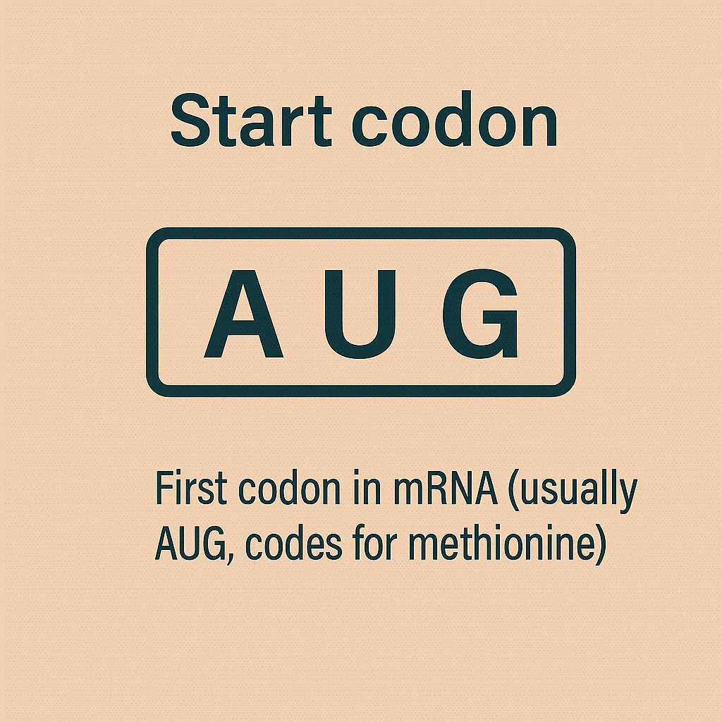 <p>Start codon</p>