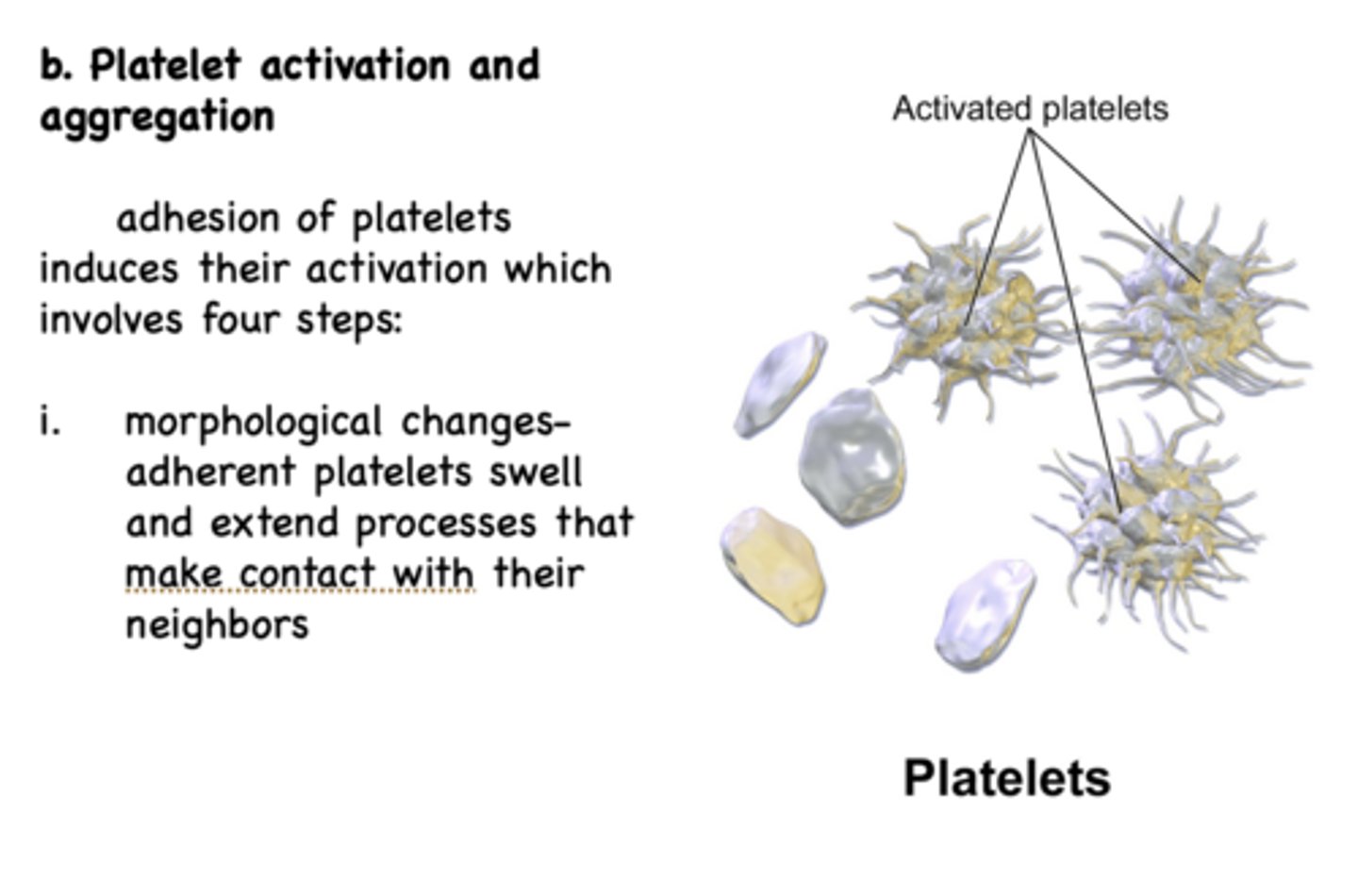 <p>morphological changes & release of thomboxane A2/serotonin/ADP</p>
