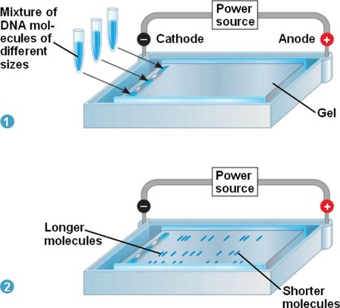 <p>an agarose gel, a gel box (also known as an electrophoresis chamber), a power supply, loading buffer, and a visualization system. These components work together to separate DNA or RNA fragments based on their size and charge</p>