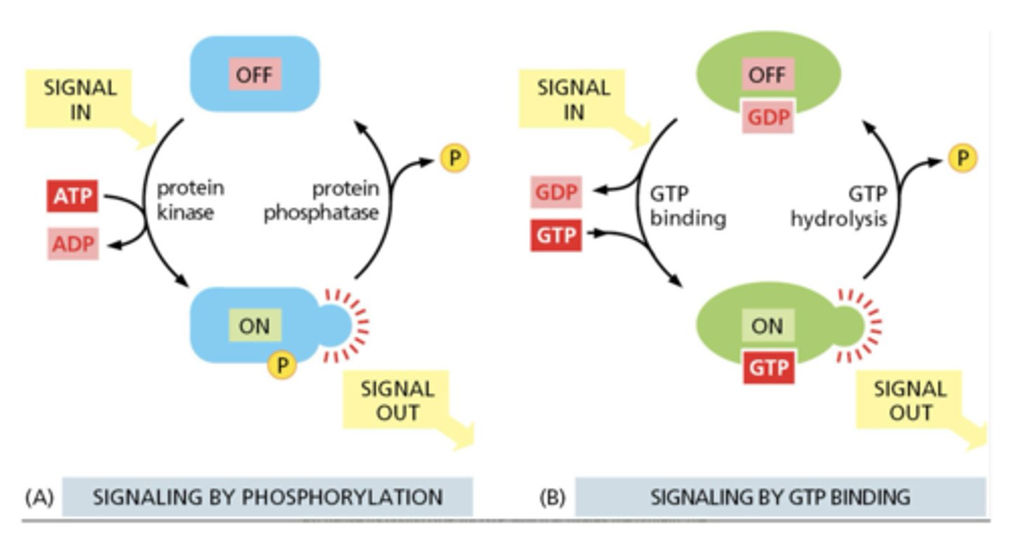 <p>1. Phosphorylation (kinases/phosphatases)</p><p>2. GTP-binding (GTPases)</p>
