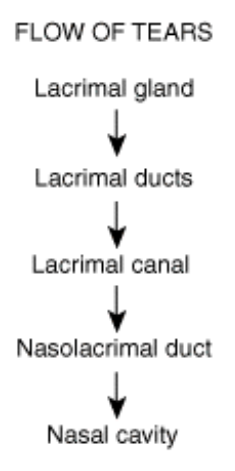 knowt flashcard image
