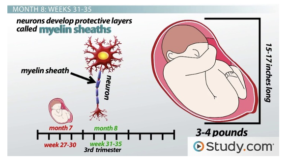 <ul><li><p>begins in late fetal development</p></li><li><p>continues rapidly until end of first year after birth&nbsp;</p></li><li><p>slows and continues after</p></li></ul><p></p>