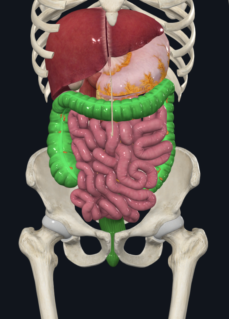 knowt flashcard image