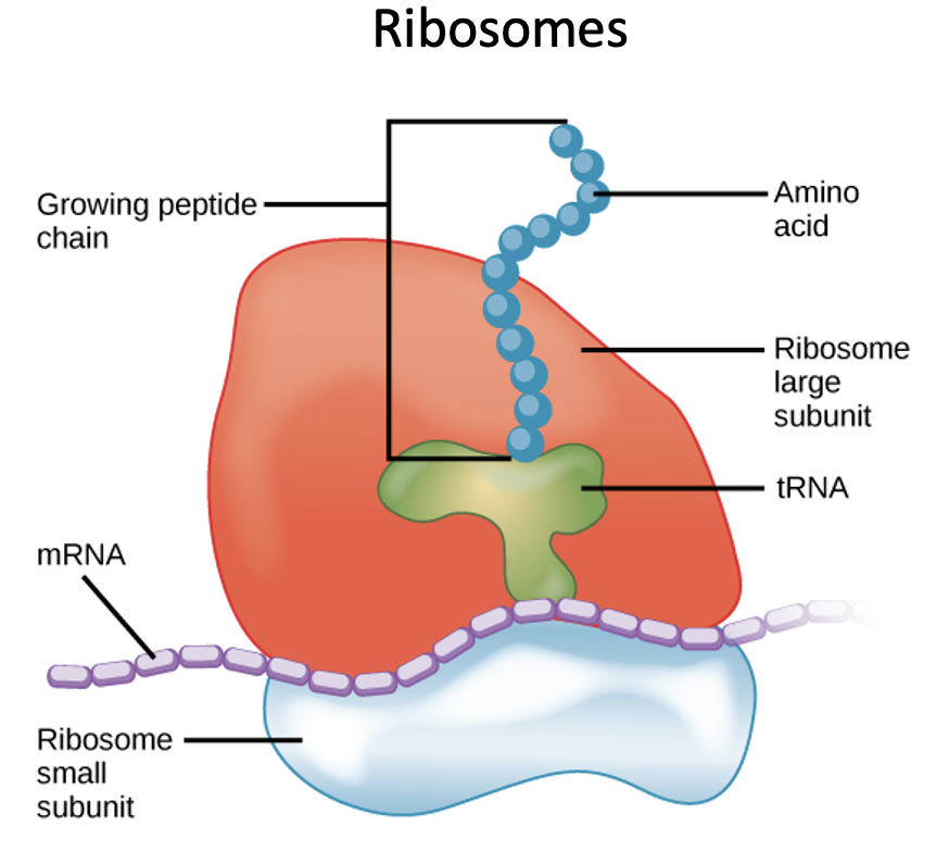 <p>Ribosome</p>