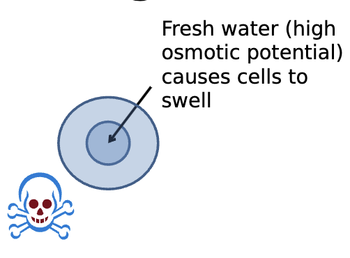 <p>Cells will shrink or swell if not in an isoosmotic environment (without work on cell’s part)</p><ul><li><p>Net movement of water into the cell causing it to burst, or out of the cell shrivelling the cell (death in both cases)</p></li></ul><p></p>