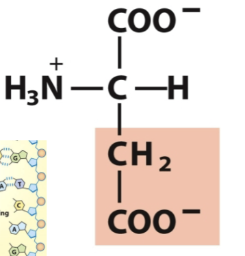 <p>Negatively charged</p>