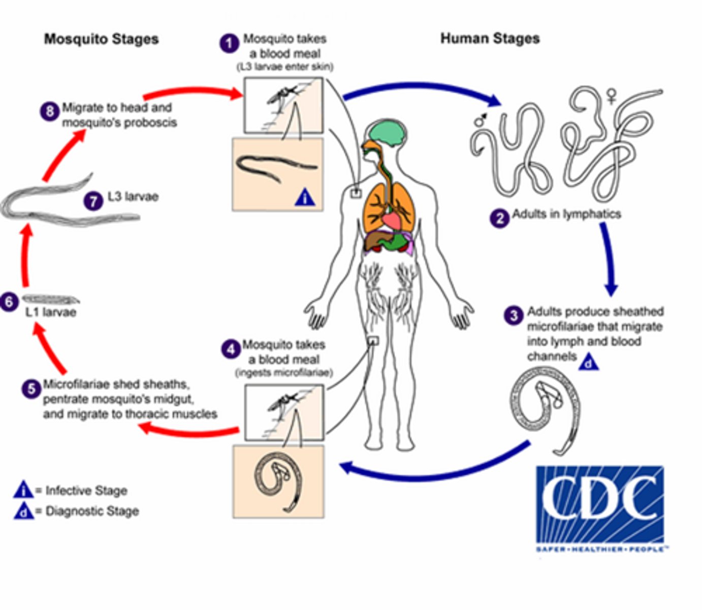 <p>- Microfilariae in the blood</p><p>- Wuchereria bancrofti transmitted by Culex, Anopheles, Aedes, Mansonia mosquitoes</p><p>- Brugia malayi by Mansonia and Aedes mosquitoes</p><p>- Adult filaria live 6-8 years!</p>