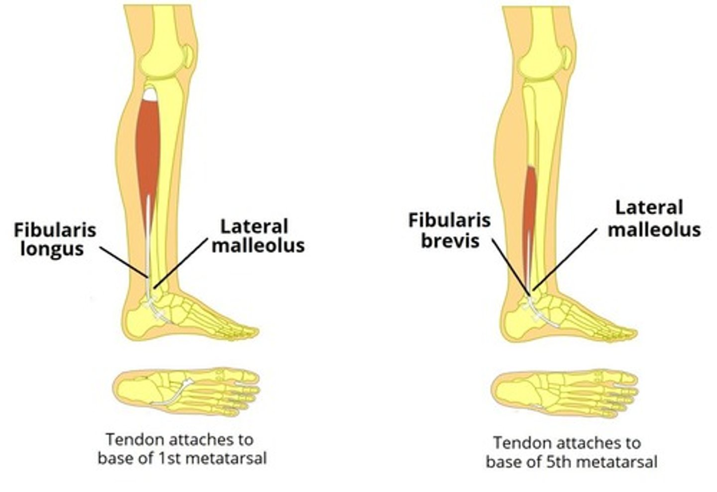 <p>Part of the fibula, works with the talus to form the ankle joint. It is an attachment point for the lateral ankle ligaments.</p>