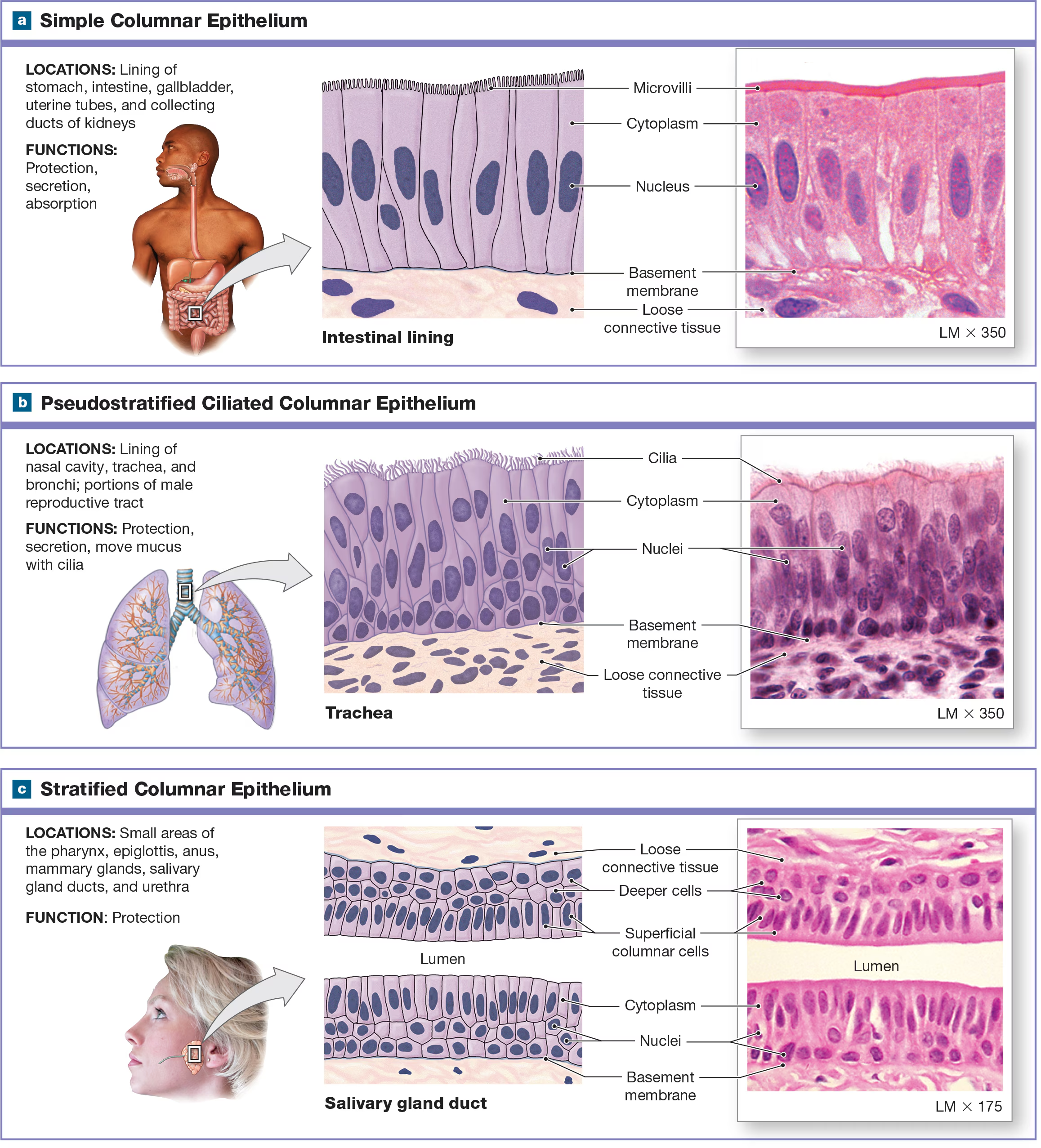<p>Pseudostratified ciliated columnar epithelium/ Respiratory Epithelium</p>