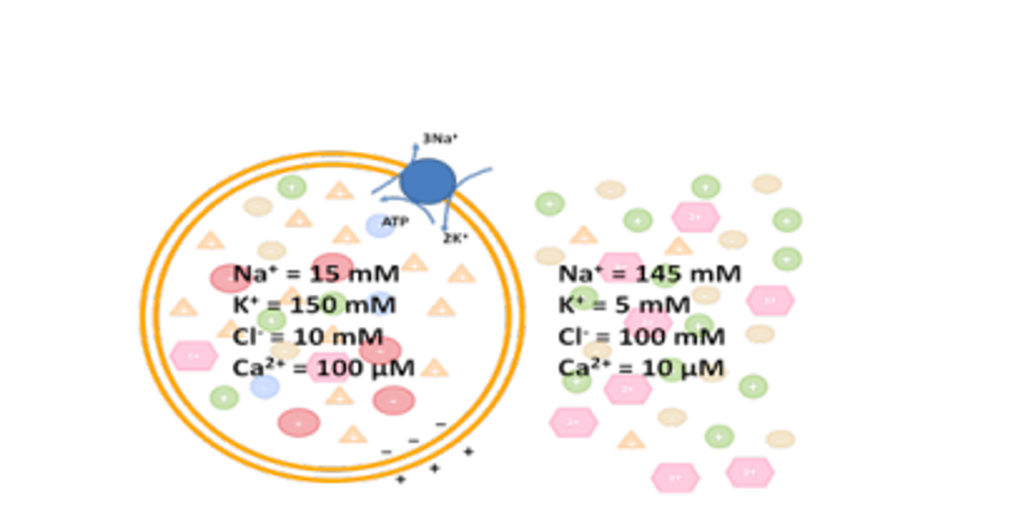<p>An excitable cell is illustrated below that has a membrane potential of -70 mV at rest.</p><p>What change in Cl- movement and in the membrane potential of this cell will occur when a stimulus increases its chloride ion permeability?</p><p>A) Cl- will move into the cell and will hyperpolarize the cell.</p><p>B) Cl- will move out of the cell and will depolarize the cell.</p><p>C) Cl- will move into the cell but membrane potential will not change</p><p>D) Cl- will move out of the cell but membrane potential will not change</p>