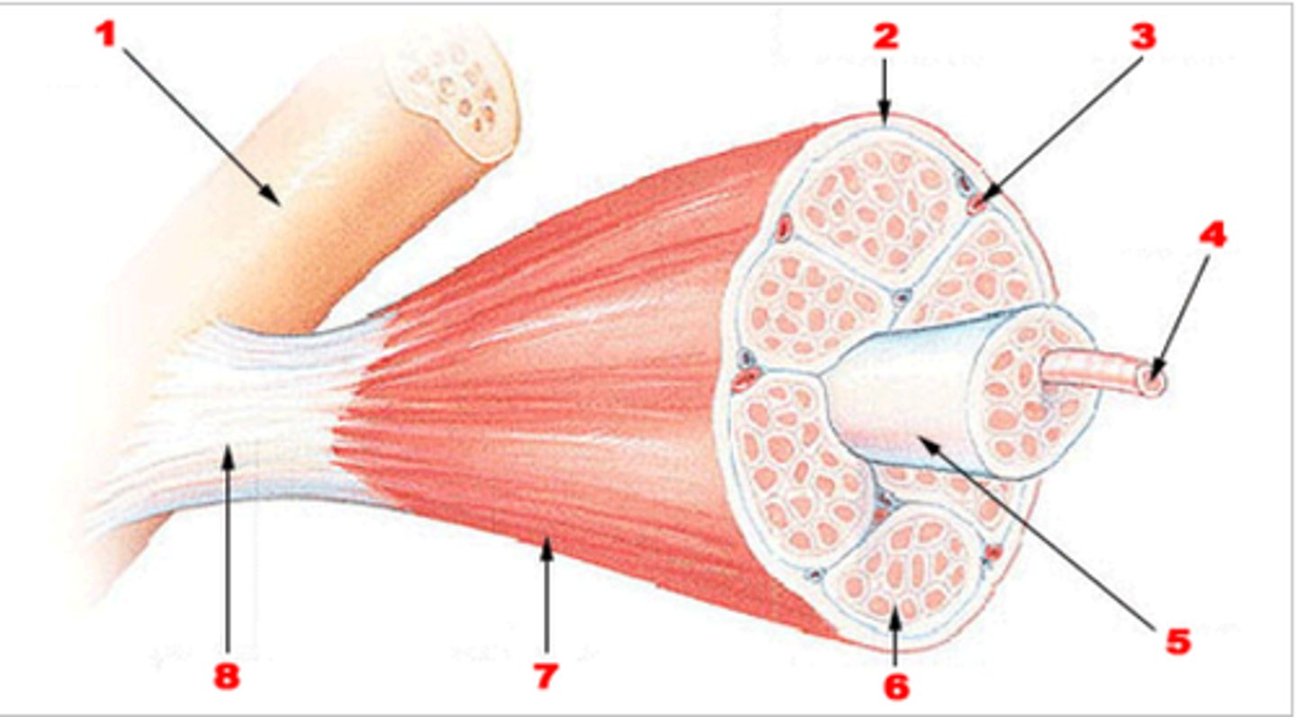<p>What is the name for this bundle of fibers covered by perimysium? (#5)</p>