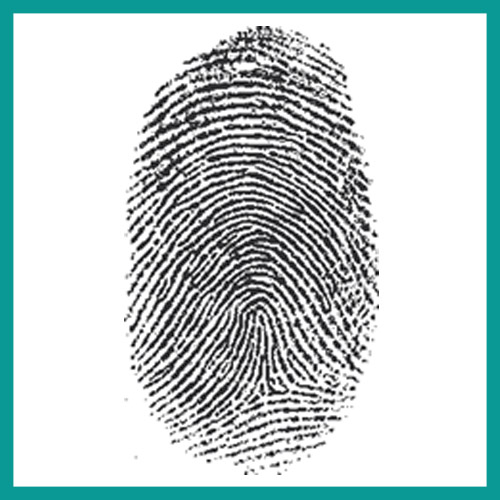 <p>Finger print types that form a small arch shape </p>