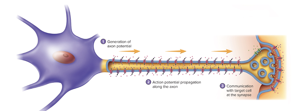<ol><li><p>Generation of action potentials</p></li><li><p>Action potential propagation along the axon </p></li><li><p>Communication with a target cell at the synapse</p></li></ol><p></p>