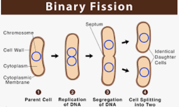 <p>Single cell organisms duplicates contents and divides, resulting in indentical daughter cells (Bacteria).</p>