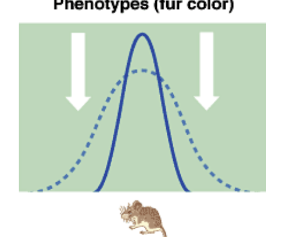 <ul><li><p>intermediate (heterozygote) types more fit than extremes (homozygotes)</p></li><li><p>variation reduced</p></li></ul>