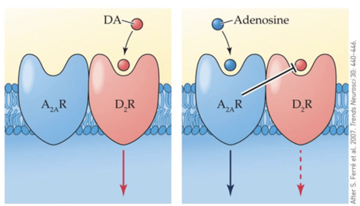 <p>DA signaling in the striatum by antagonizing A2A receptors</p>